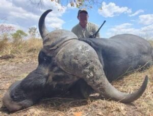 Cape Buffalo hunt in Mozambique's Niassa Province