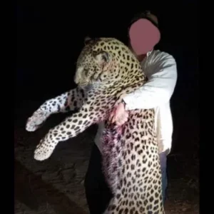 Hunt Leopard in Zimbabwe’s Matetsi & Gwayi Regions